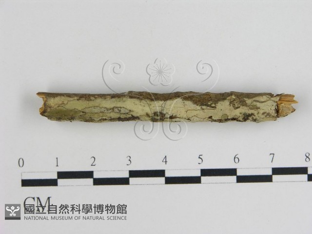 登錄號:F0004138藏品圖，第1張