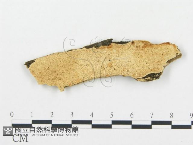 登錄號:F0006038藏品圖，第1張