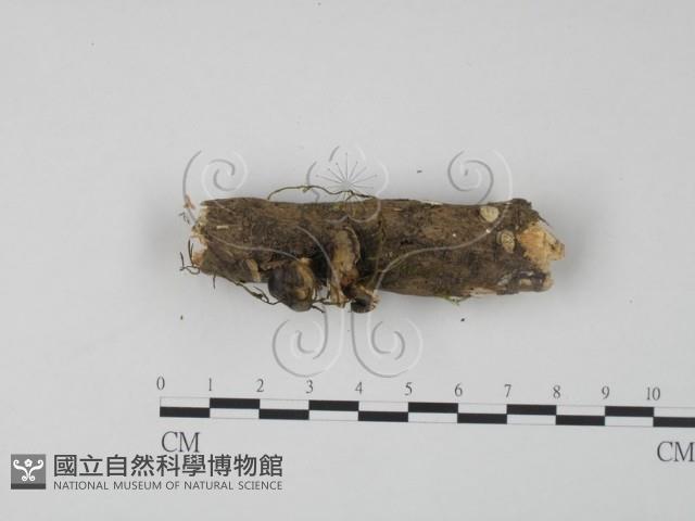 雲芝藏品圖，第1張