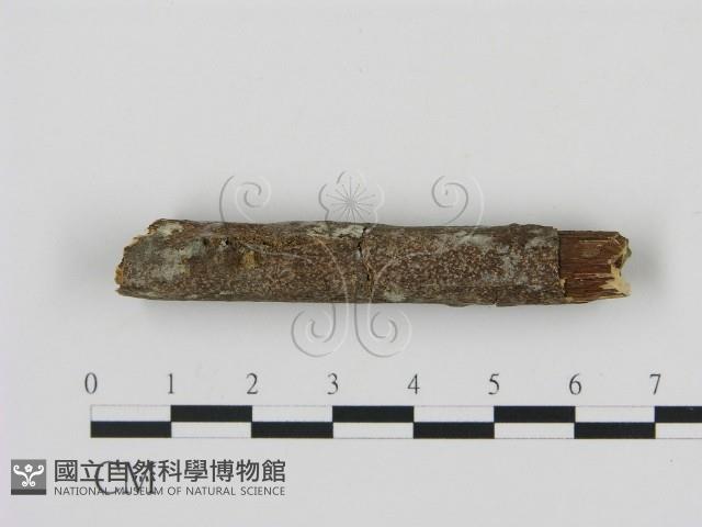 剛毛絲皮菌藏品圖，第1張