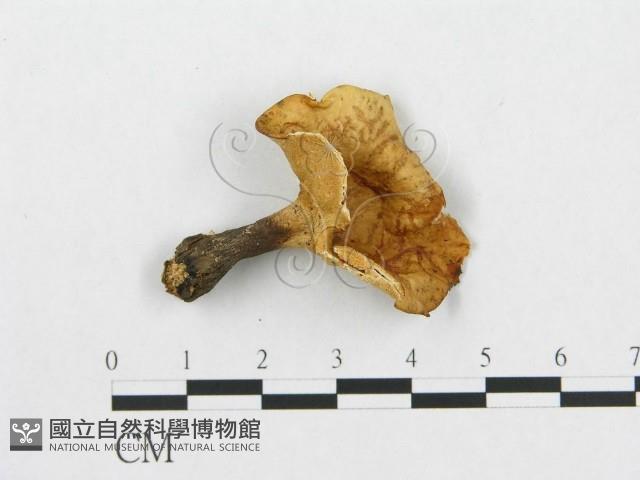 Accession Number:F0007038 Collection Image, Figure 1, Total 3 Figures