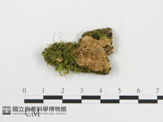 登錄號:F0005038藏品圖，第1張