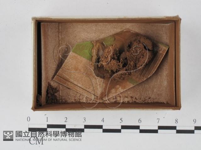 登錄號:F0015038藏品圖，第1張