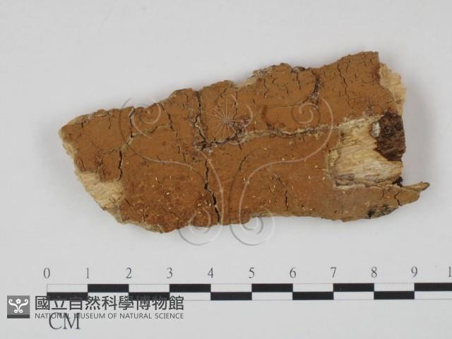 登錄號:F0008338藏品圖，第1張