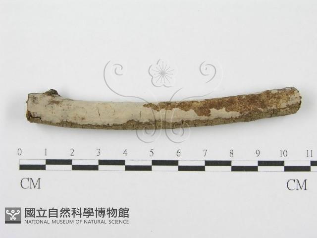 筍殼菌屬藏品圖，第1張