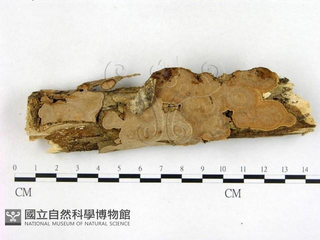 登錄號:F0005120藏品圖，第1張