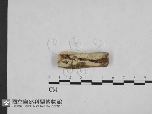 絲齒菌屬藏品圖，第1張