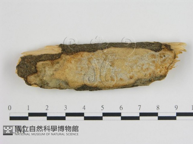 登錄號:F0008020藏品圖，第1張