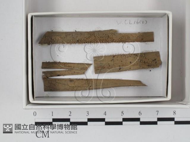 登錄號:F0018020藏品圖，第1張