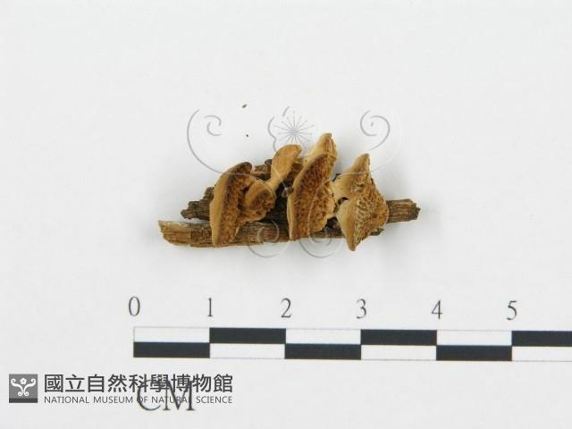 登錄號:F0006020藏品圖，第1張