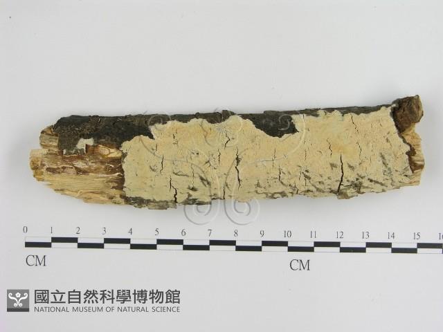 登錄號:F0001020藏品圖，第1張
