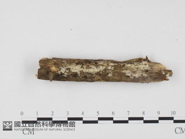 冇骨消絲齒菌藏品圖，第1張