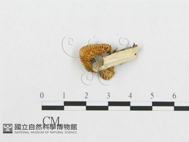 登錄號:F0007020藏品圖，第1張