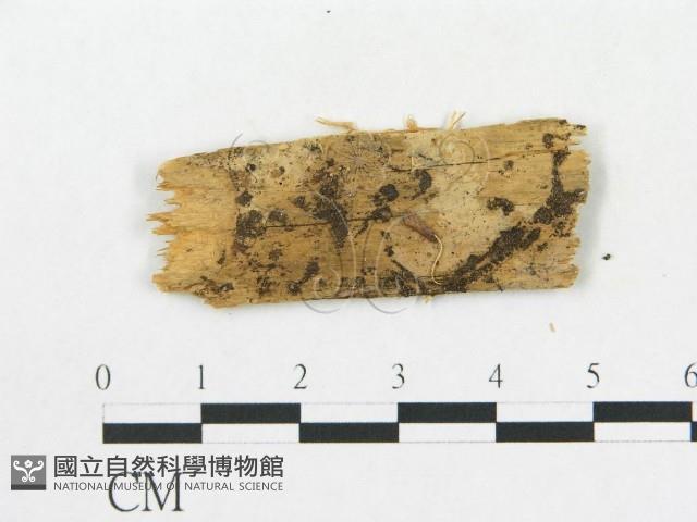 登錄號:F0005020藏品圖，第1張