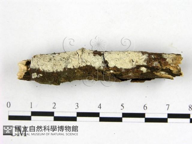 顯絲菌屬藏品圖，第1張