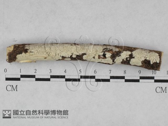 絲皮菌屬藏品圖，第1張