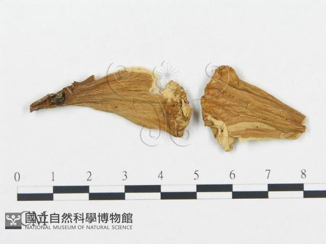 登錄號:F0008200藏品圖，第1張