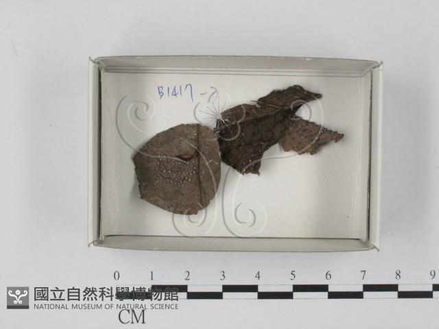 登錄號:F0018200藏品圖，第1張