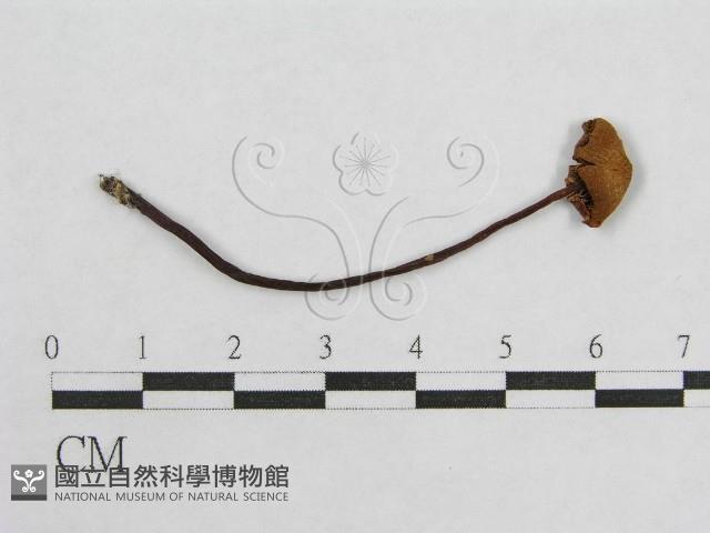 盔孢傘屬藏品圖，第1張