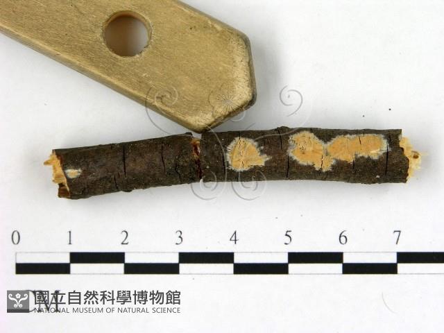 登錄號:F0001200藏品圖，第1張