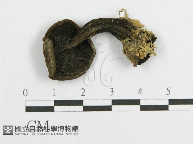 登錄號:F0011200藏品圖，第1張