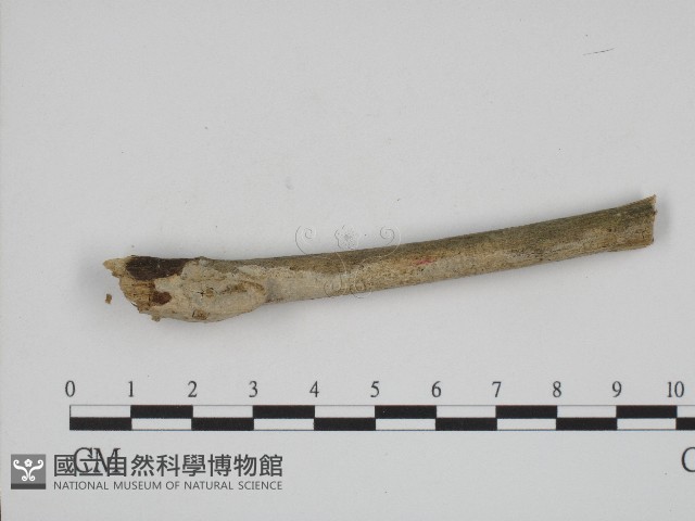 登錄號:F0004200藏品圖，第1張