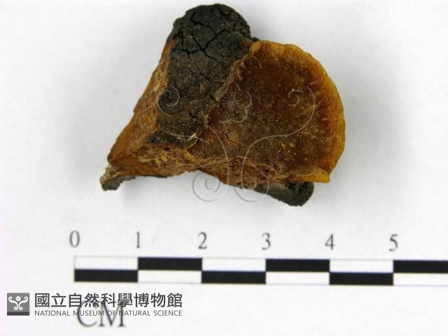 登錄號:F0007200藏品圖，第1張