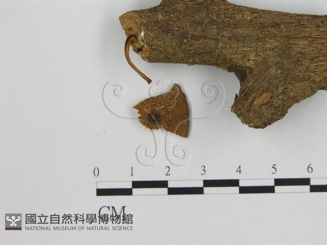 小菇屬藏品圖，第1張