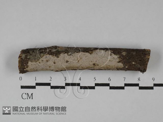 刺皮菌屬藏品圖，第1張