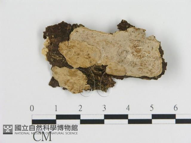 刺皮菌屬藏品圖，第1張