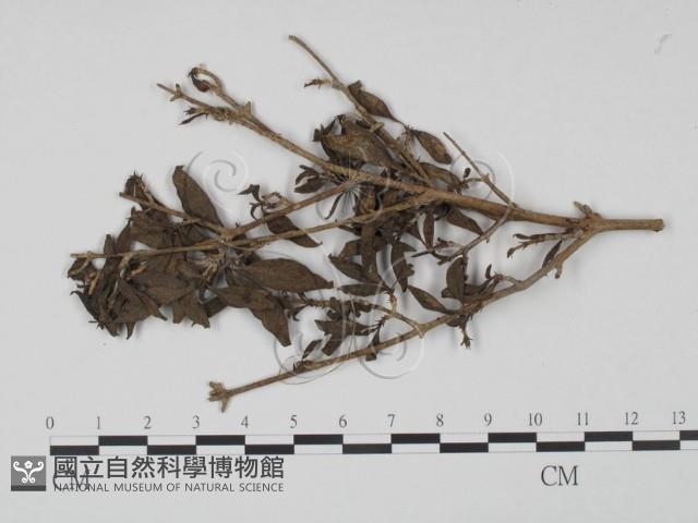 登錄號:F0019200藏品圖，第1張