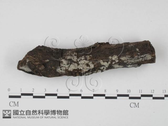 登錄號:F0008600藏品圖，第1張