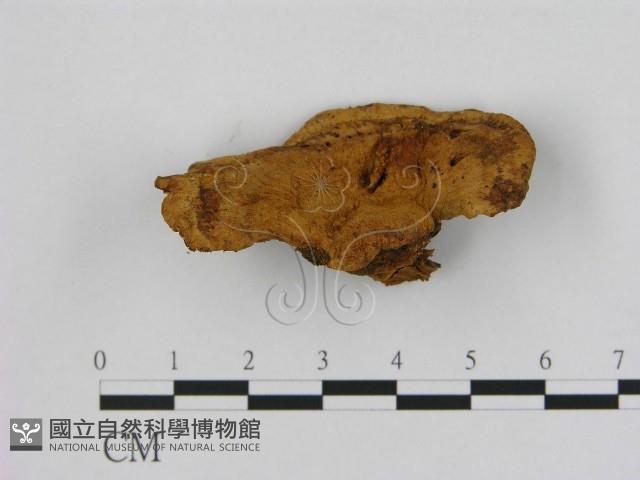 登錄號:F0009600藏品圖，第1張