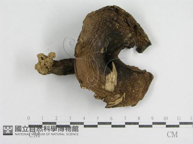 登錄號:F0008400藏品圖，第1張