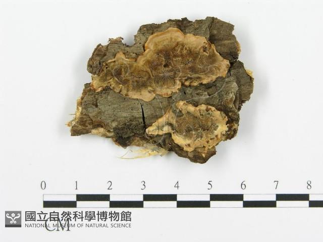 煙管菌藏品圖，第1張