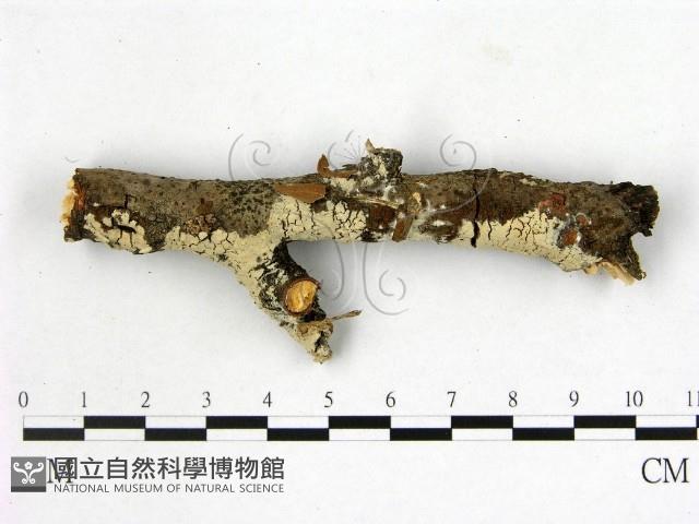 登錄號:F0001400藏品圖，第1張