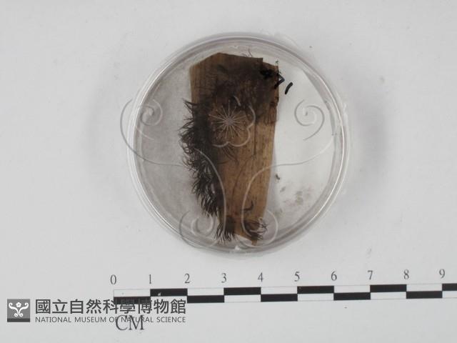 登錄號:F0007400藏品圖，第1張