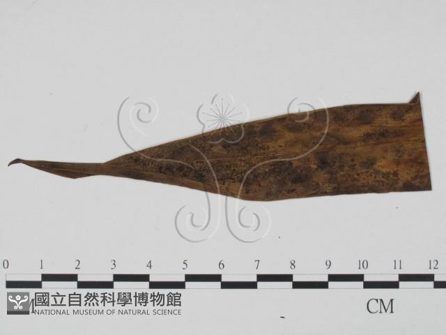 登錄號:F0009400藏品圖，第1張