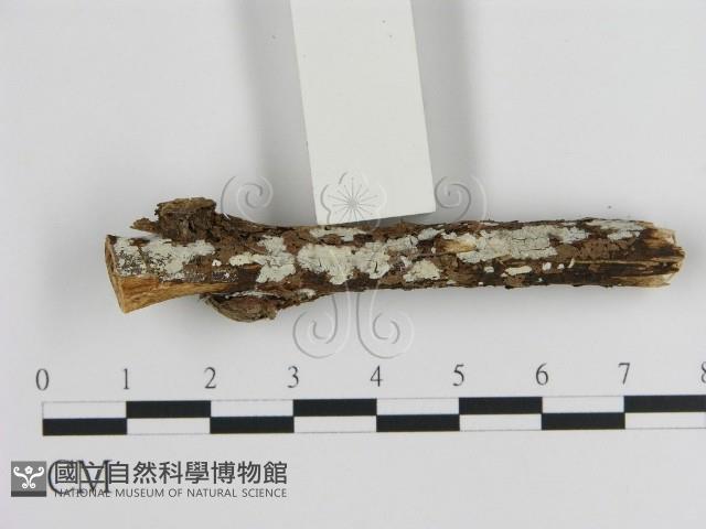刺皮菌屬藏品圖，第1張