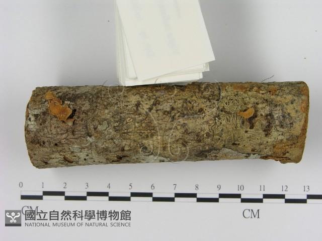 登錄號:F0009700藏品圖，第1張