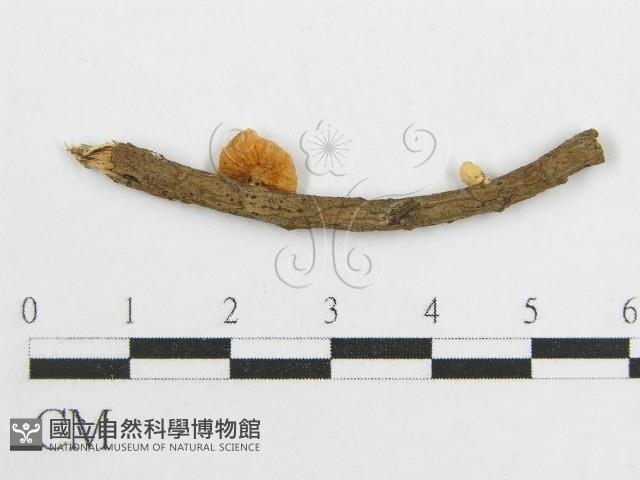 微皮傘屬藏品圖，第1張