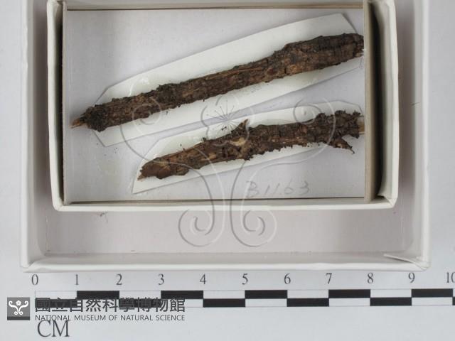 登錄號:F0018500藏品圖，第1張