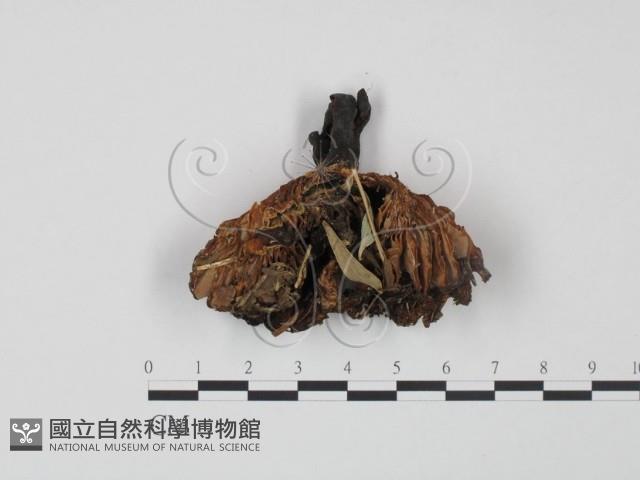 登錄號:F0005500藏品圖，第1張