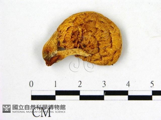 登錄號:F0009500藏品圖，第1張