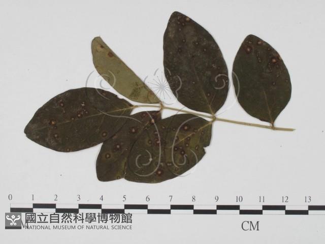 館號:F0019500藏品圖，第1張