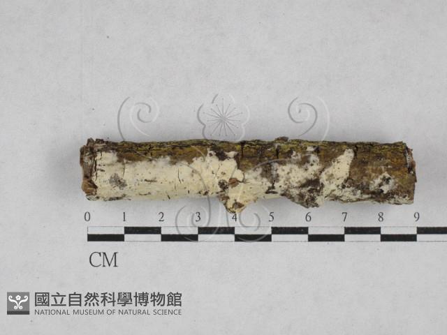 登錄號:F0028100藏品圖，第1張