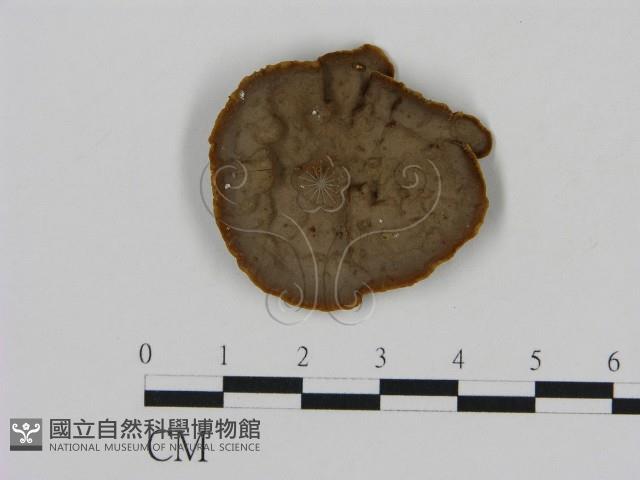刺革菌屬藏品圖，第1張