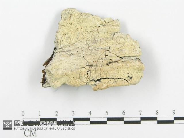 登錄號:F0006100藏品圖，第1張