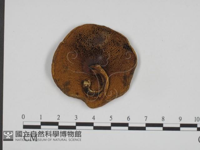 登錄號:F0016100藏品圖，第1張