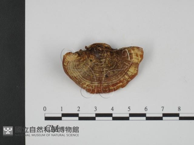 館號:F0001100藏品圖，第1張